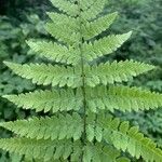 Dryopteris carthusiana葉