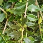 Ilex colchica Vrucht