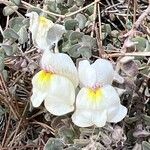 Antirrhinum molle Flower