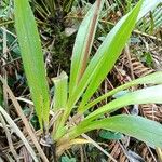 Cyrtochilum ioplocon Hoja