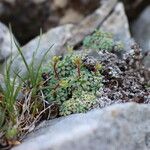 Saxifraga caesia Likasa