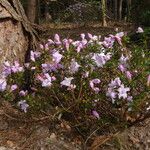 Rhododendron pemakoense Vekstform