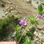 Galeopsis ladanum Hoja