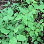 Lonicera canadensis Leaf