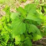 Sigesbeckia orientalis Blad