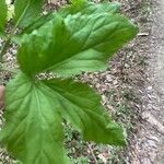 Cardamine enneaphyllos Leaf