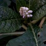 Phytolacca esculenta Квітка