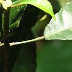 Grossera paniculata Leaf