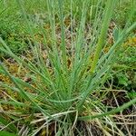 Festuca marginata Blatt