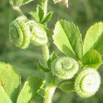 Medicago rugosa Fruit