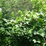 Chonemorpha fragrans Leaf