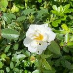 Rosa arvensis Kwiat