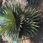 Coccothrinax borhidiana Hoja