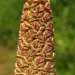 Sclerosperma mannii Blüte