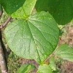 Cercis canadensis List