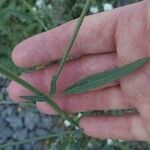 Atriplex oblongifolia Levél