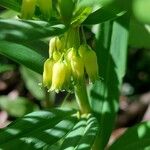 Polygonatum verticillatum 花