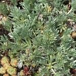 Artemisia umbelliformis Habit