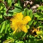 Hypericum calycinum L.花