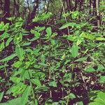 Euphorbia dulcis Otro