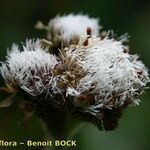 Antennaria carpatica Ffrwyth