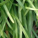 Ipheion uniflorum Leaf