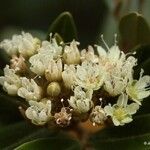 Cossinia trifoliata Flor