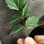 Millingtonia hortensis Листок