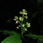 Psychotria jimenezii Квітка