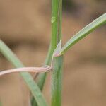 Helictochloa bromoides Likasa