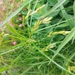 Carex muskingumensis Blomst