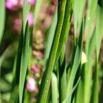Allium angulosum Blatt
