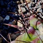 Ferocactus emoryi Leaf