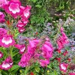 Penstemon hartwegii Fiore