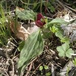 Trillium sessile 叶