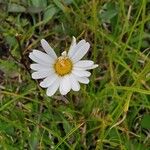 Leucanthemum heterophyllum Žiedas