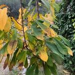 Asimina triloba 叶