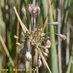 Allium savii फल