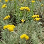 Tanacetum millefolium Habit