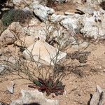 Limonium companyonis Libunga