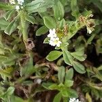 Heliotropium procumbens 花