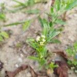 Reseda odorata Flower