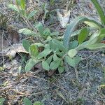 Helianthemum georgianum Vekstform