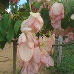 Mussaenda philippica Flor