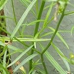 Campanula rhomboidalis Blad