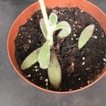 Kalanchoe tomentosa Folha