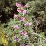 Echium tuberculatum Flor