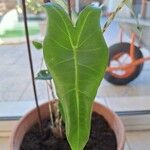 Alocasia longiloba Leaf