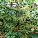 Araucaria biramulata Habit