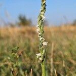 Spiranthes spiralis Flor